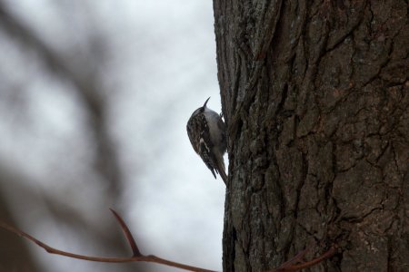 IMG 7863c Brown Creeper LeVasseur-Perry Farm Park Kankakee IL 2-13-2018