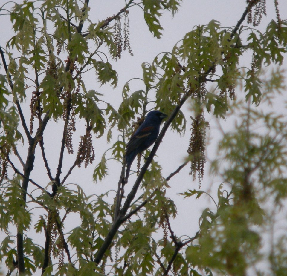 DSCN6850 c Blue Grosbeak  Newton Co IN 5-12-11