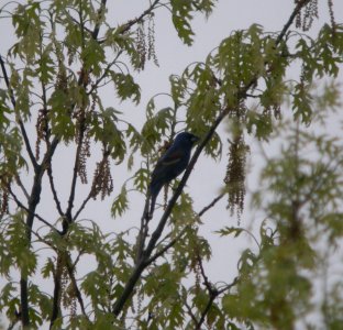 DSCN6850 c Blue Grosbeak  Newton Co IN 5-12-11
