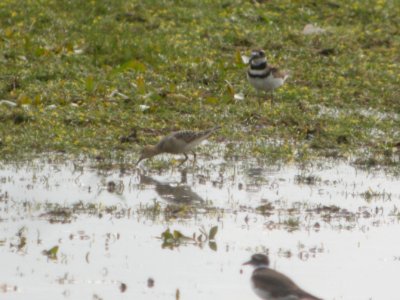 DSCN9006c Buff-breated Sandpiper LaSalle FWA-IN 8-18-2017