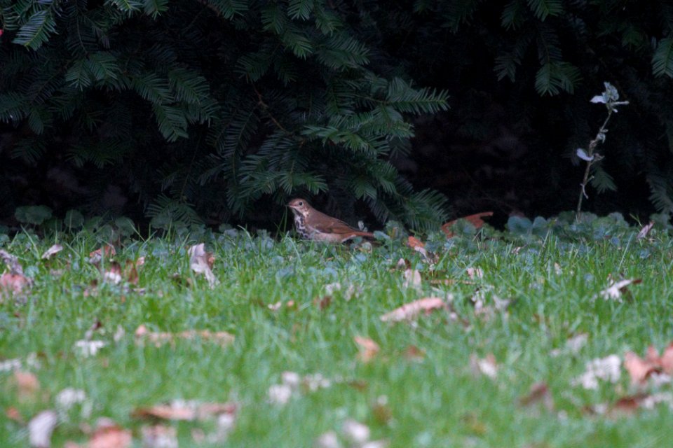 IMG 4322c Hermit Thrush Hse Kankakee IL 10-14-2017