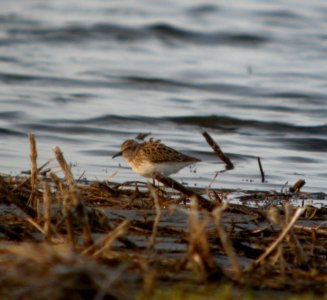 DSCN8064 c Least Sandpiper  Newton Co IN 4-30-13