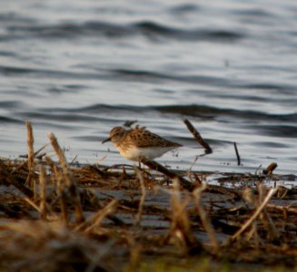 DSCN8064 c Least Sandpiper Newton Co IN 4-30-13 photo