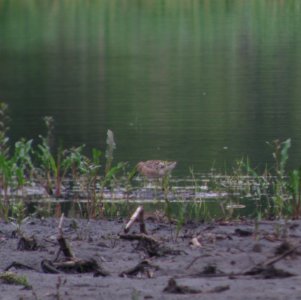 IMG 0747 c Short-billed Dowitcher  Kankakee Co IL 5-10-13