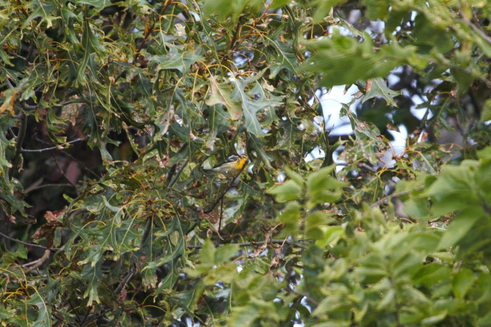 IMG 1466c Blackburnian Warbler Willow Slough FWA IN 9-7-2017