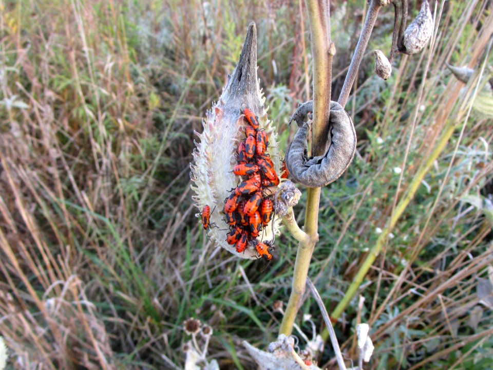 IMG 3265c Milkweed Pod with Insects Perry Farm Kankakee Co IL 10-10-2017