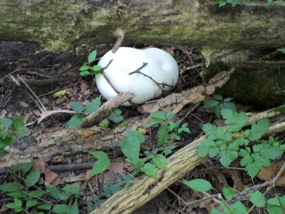IMG 3090c Puffball Perry Farm Kankakee Co IL 8-16-017