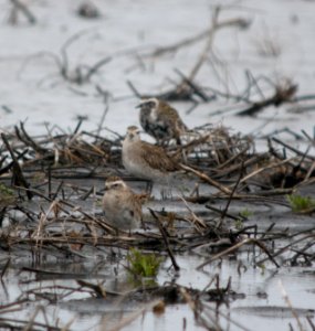 DSCN7649 c American Golden-Plover  Kankakee Co IL 4-23-13