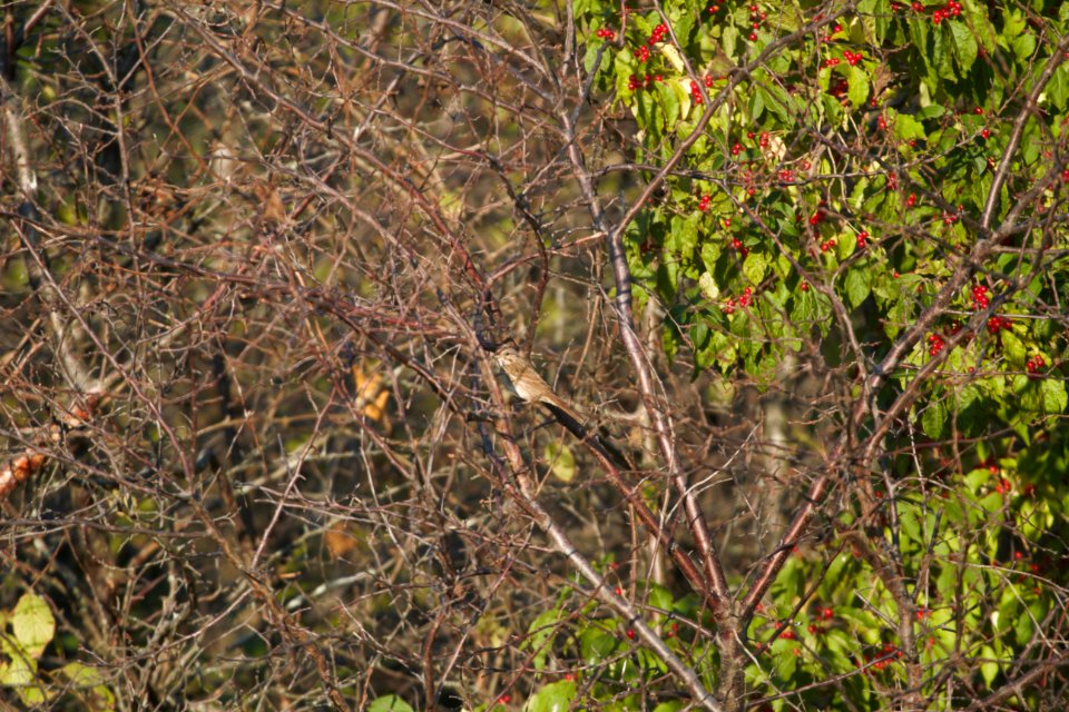 IMG 3239c Lincoln's Sparrow Perry Farm Kankakee Co IL 9-29-2017