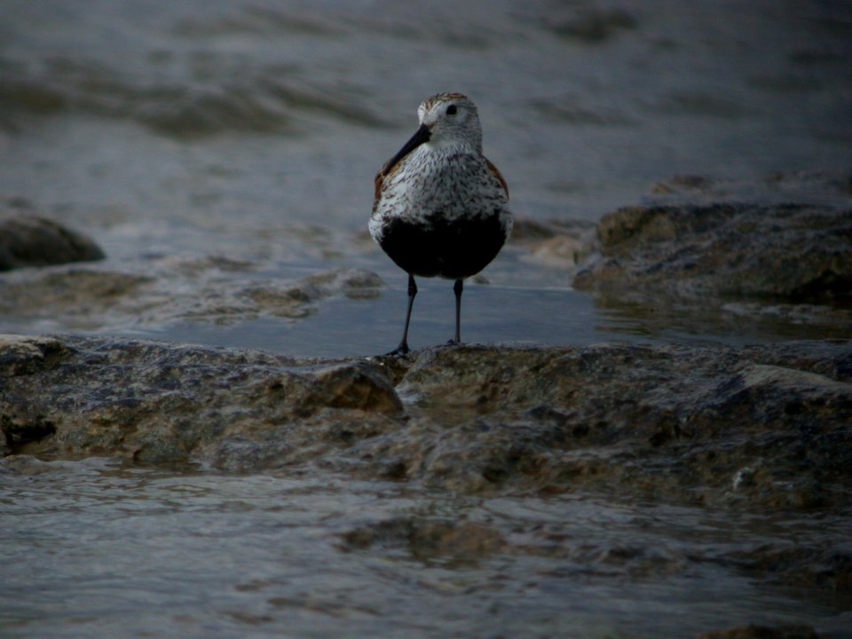 DSCN1018 Dunlin Shoop Park Racine WI 5-18-08