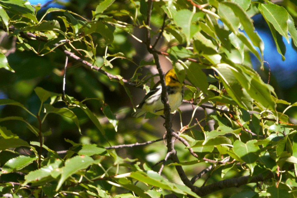 IMG 1268c Black-throated Green Warbler LeVasseur Park Kankakee-IL 9-6-2017