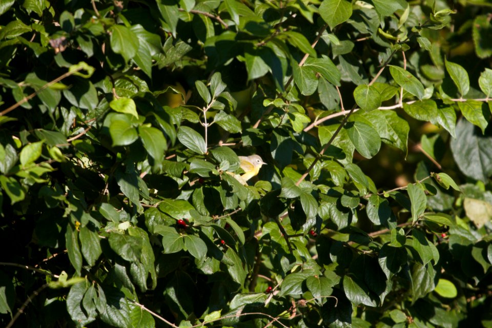 IMG 4751c Nashville Warbler LeVasseur-Perry Farm Park Kankakee Co IL 10-16-2017