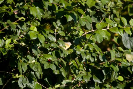 IMG 4751c Nashville Warbler LeVasseur-Perry Farm Park Kankakee Co IL 10-16-2017