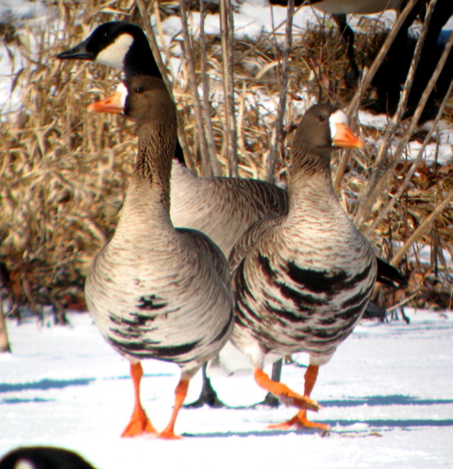 IMG 0098 c Greater White-fronted Goose Willow Slough IN 2-22-0