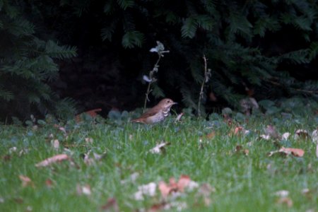 IMG 4307c Hermit Thrush Hse Kankakee IL 10-14-2017