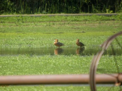 IMG 9185c Cinnamon Colored Northern Pintail H & E Sod Farm Momence IL 9-19-2017