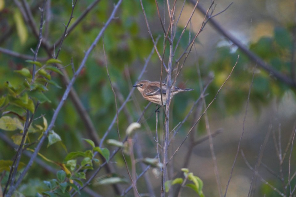 IMG 4863c Yellow-rumped Warbler Perry Farm Kankakee Co IL 10-18-2017