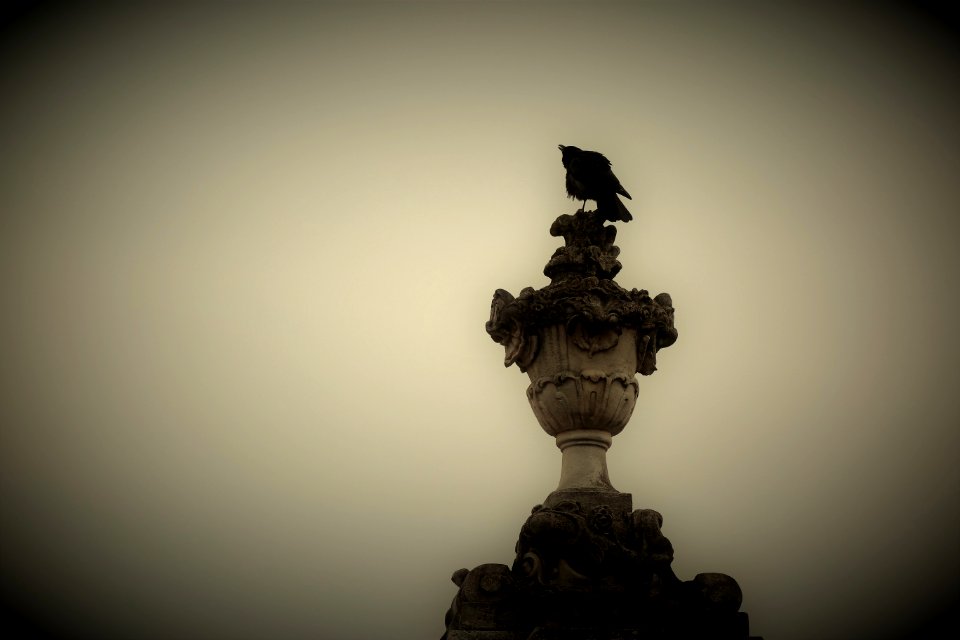 CAW!