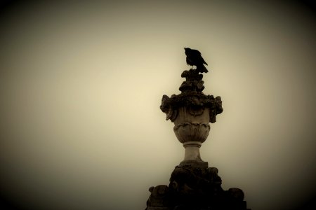 CAW!