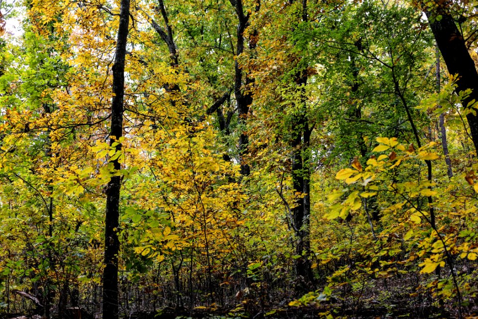 Kennesaw Mountain - October 31st, 2013