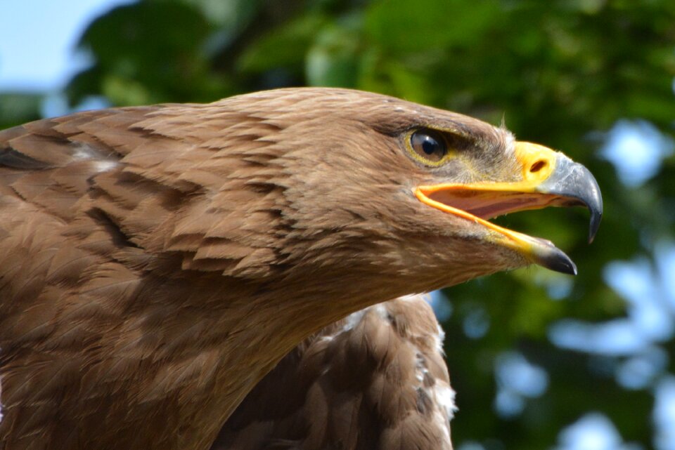 Bird of prey beak babu