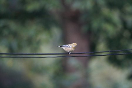 IMG 1540c Bay-breasted Warbler Hse Kankakee IL 9-12-2017 photo