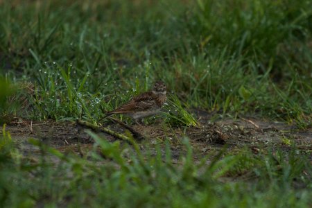 IMG 8485c Horned Lark (juv) H & E Sod Momence IL 7-23-2017