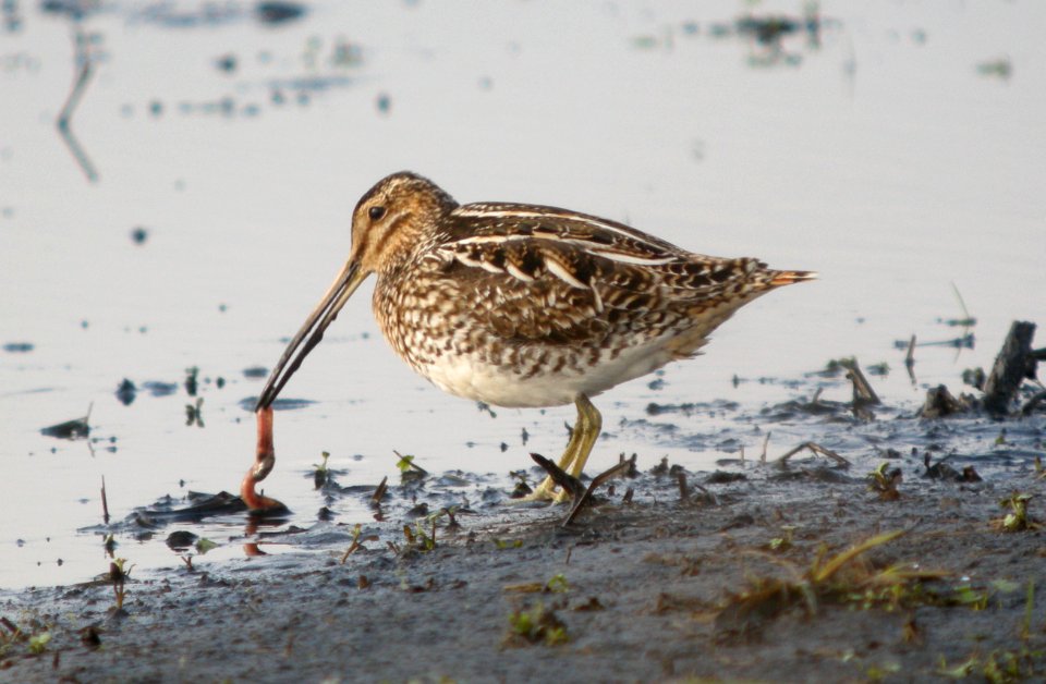 DSCN1849 c Wilson's Snipe  Newton Co IN 3-16-12