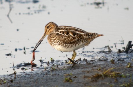 DSCN1849 c Wilson's Snipe  Newton Co IN 3-16-12