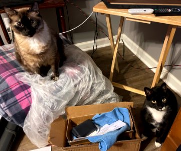 Day 91 - Impatient Felines