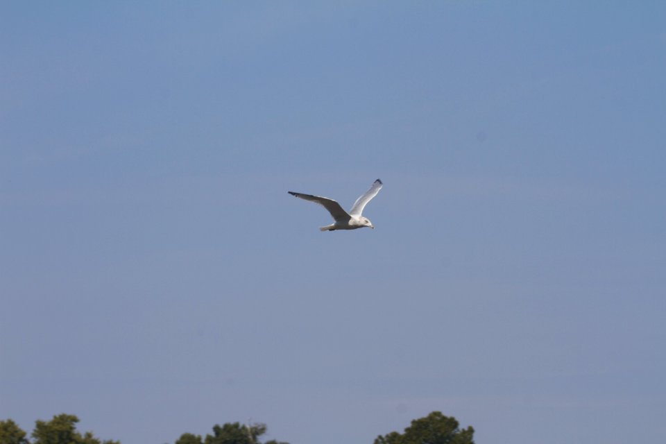 IMG 2088c Ring-billed Gull Dam Kankakee IL 9-17-2017