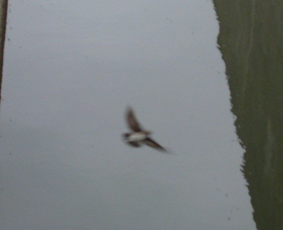 IMG 0504 c Northern Rough-winged Swallow  Kankakee Co IL 12-26-12