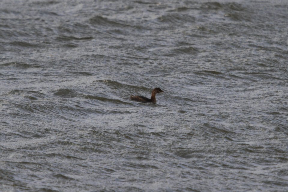IMG 6173c Pied-billed Grebe Beckman Park Kankakee IL 12-05-2017