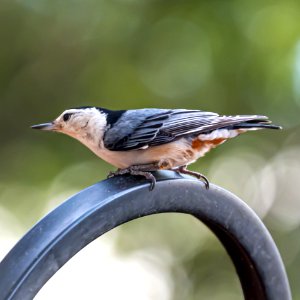 Day 122 - Feisty Nuthatch photo