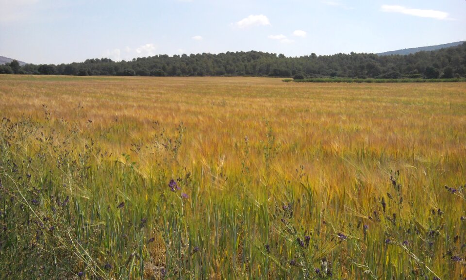 The field countryside yellow