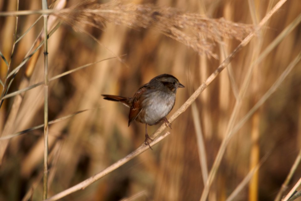 IMG 5793c Swamp Sparrow Willowhaven Area Kankakee Co IL 11-25-2017