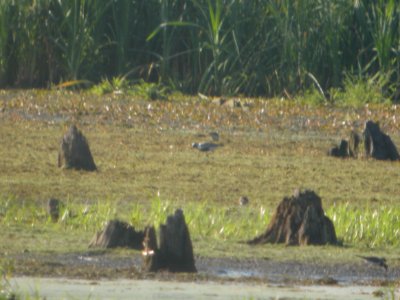 DSCN8827c Black-bellied Plover LaSalle FWA IN 8-9-2017