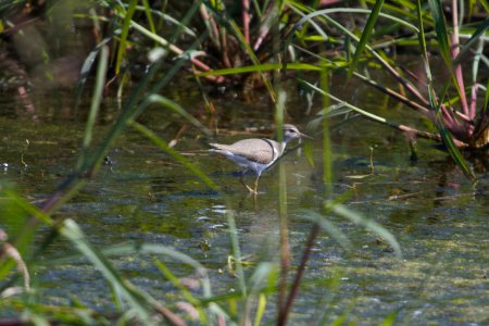 IMG 0506c Spotted Sandpiper (juv) Willowhaven Area Kankakee Co IL 8-23-2017