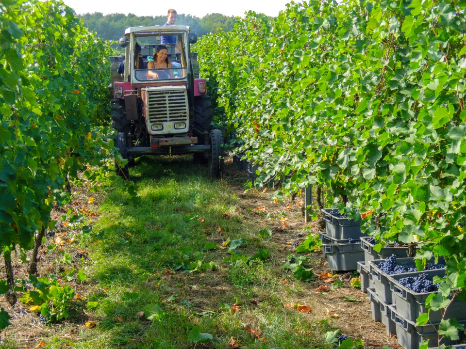 Autumn vine winegrowing