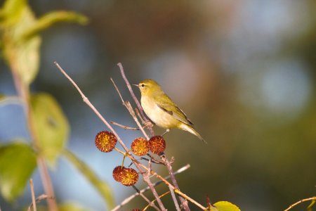 IMG 0946c Tennessee Warbler LaSalle FWA IN 9-3-2017