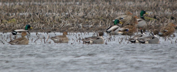 DSCN7043 c Northern Pintail  Newton Co IN 2-14-13