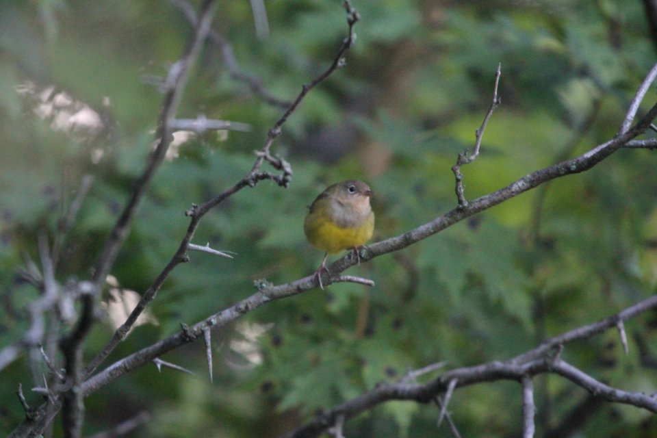 IMG 1138c Connecticut Warbler LeVasseur Park Kankakee-IL 9-6-2017