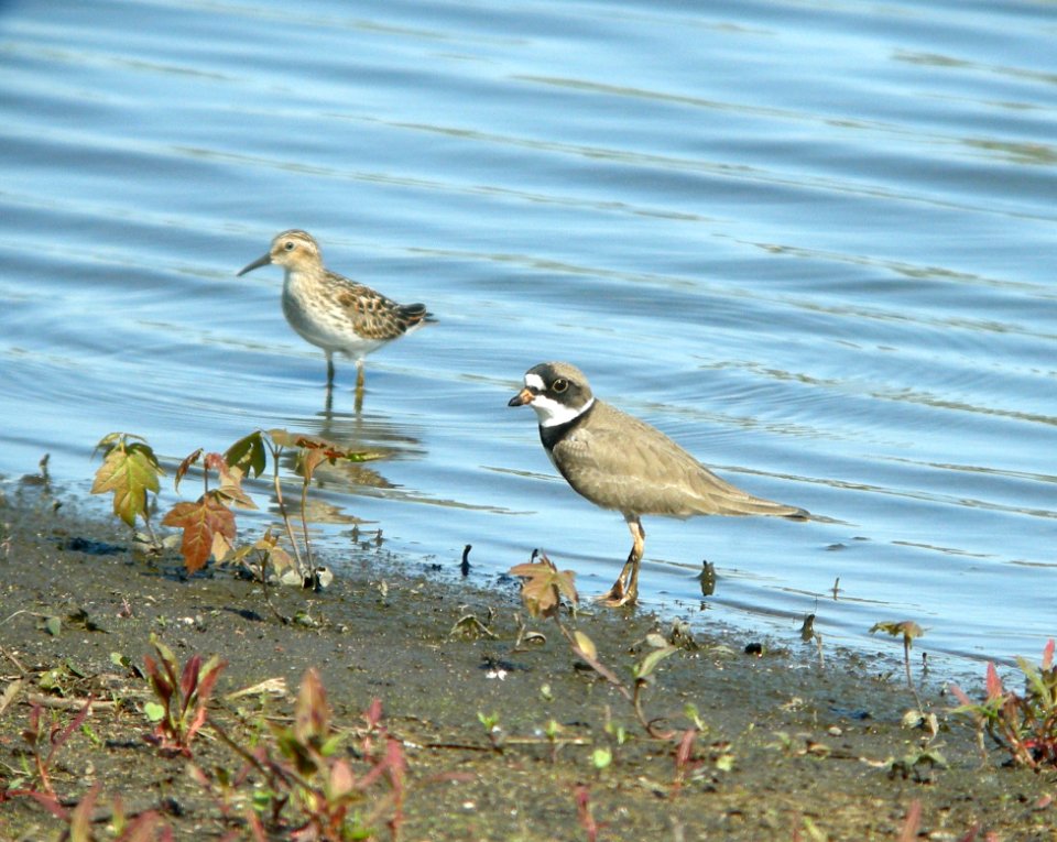 DSCN3174 c Least Sandpiper + Semipalmated Plover  Kankakee Co IL 5-15-12