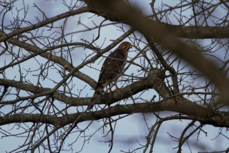 IMG 1458c Cooper's Hawk Willow Slough FWA IN 9-7-2017