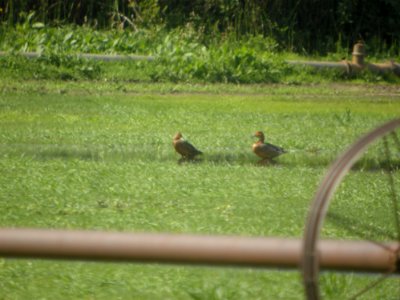 IMG 9176c Cinnamon Colored Northern Pintail H & E Sod Farm Momence IL 9-19-2017