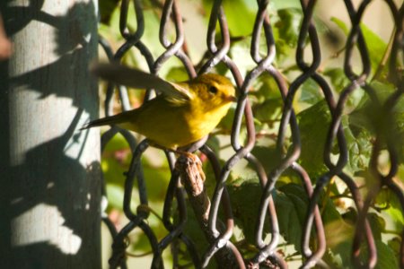 IMG 1167c Wilson's Warbler LeVasseur Park Kankakee-IL 9-6-2017