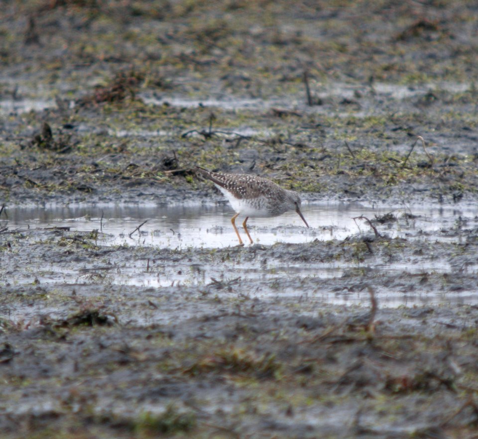 DSCN1655 c Lesser Yellowlegs  Newton Co IN 3-8-12