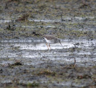 DSCN1655 c Lesser Yellowlegs  Newton Co IN 3-8-12