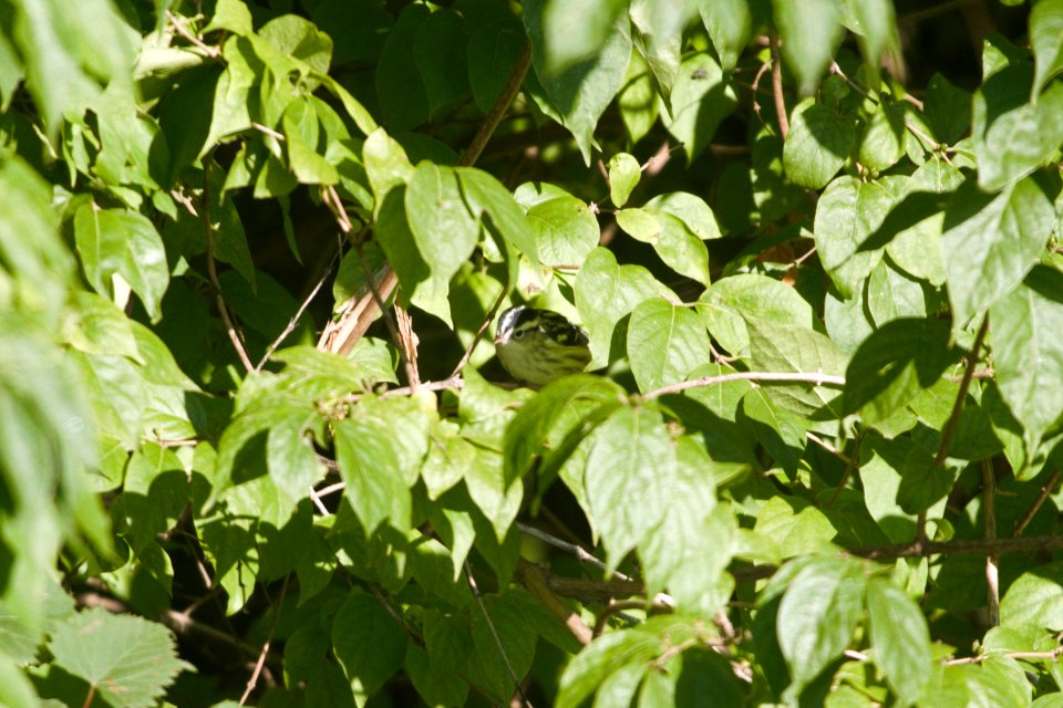 IMG 0469c Black-and-White Warbler (I or F) LeVasseur Park Kankakee IL 8-23-2017