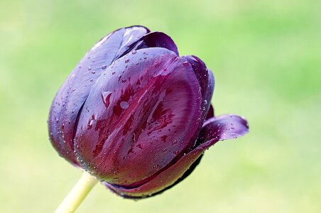 Blossom bloom purple photo